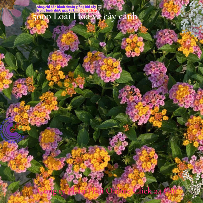 Hoa trâm ổi hồng vàng 2 giống hoa ngũ sắc thái nở quanh năm 😋 Hoa Mười Giờ Bonsai & Phụ Kiện