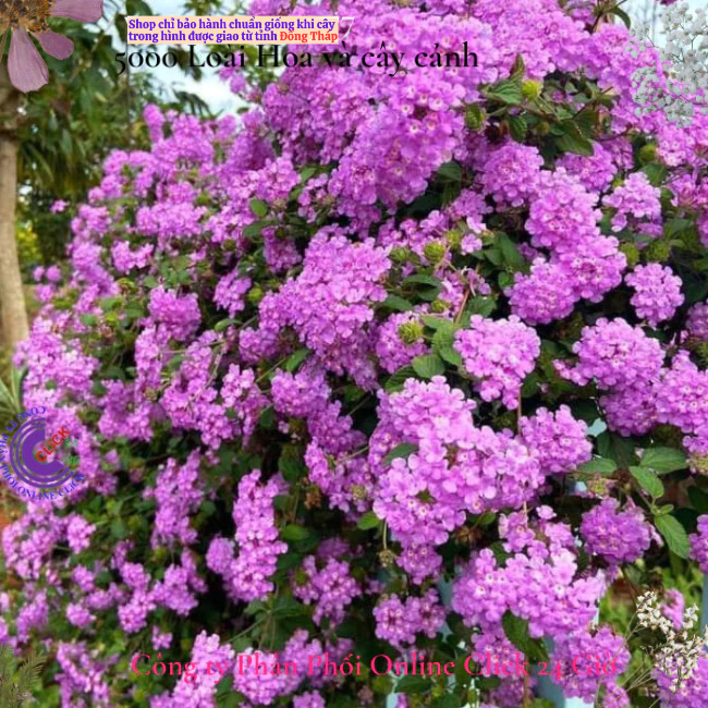 Hoa ngũ sắc tím rũ 4 giống hoa dễ trồng nở quanh năm hoa ban công🌸Hoa Mười Giờ Bonsai & Phụ Kiện