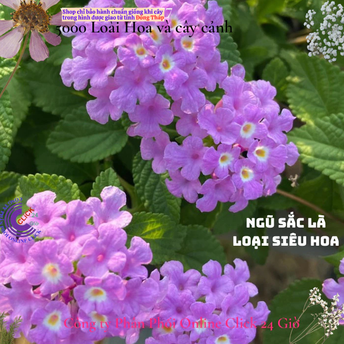 Hoa ngũ sắc tím rũ 4 giống hoa dễ trồng nở quanh năm hoa ban công🌸Hoa Mười Giờ Bonsai & Phụ Kiện