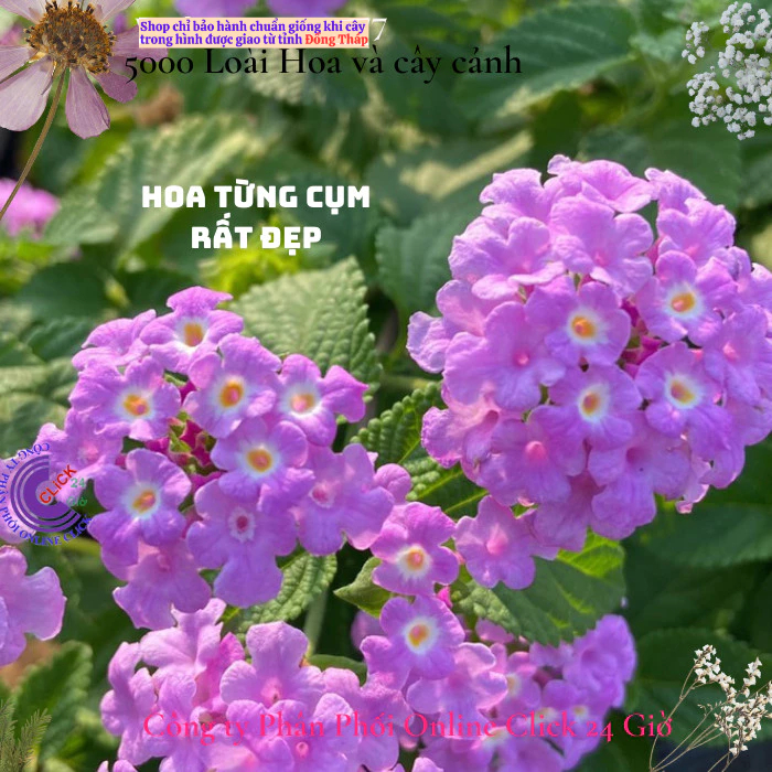 Hoa ngũ sắc tím rũ 4 giống hoa dễ trồng nở quanh năm hoa ban công🌸Hoa Mười Giờ Bonsai & Phụ Kiện