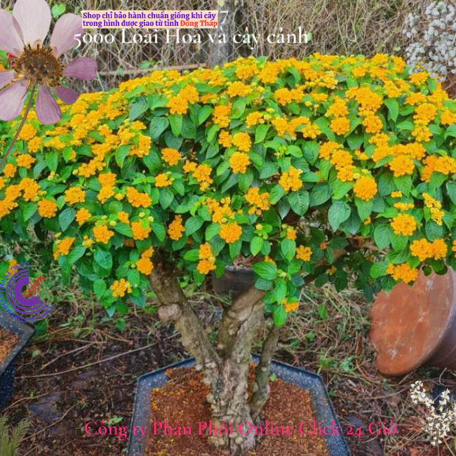 Hoa ngũ sắc vàng 7 giống hoa thái siêu hoa nở rộ quanh năm🌸 Hoa Mười Giờ Bonsai & Phụ Kiện