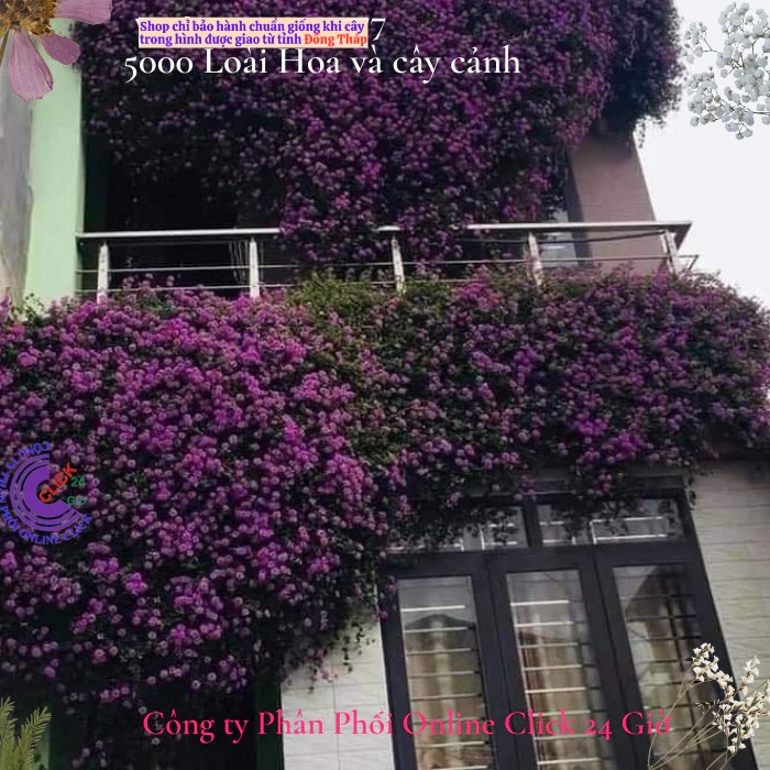 Hoa ngũ sắc tím rũ 4 giống hoa dễ trồng nở quanh năm hoa ban công🌸Hoa Mười Giờ Bonsai & Phụ Kiện