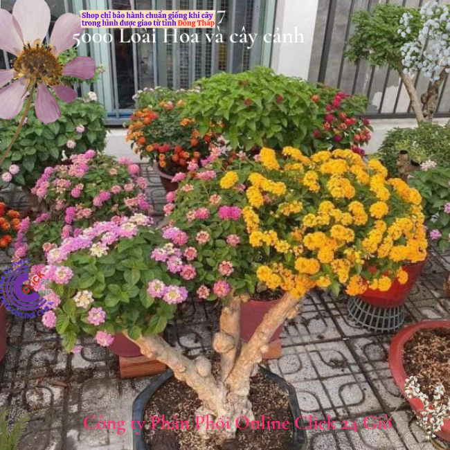 Hoa ngũ sắc vàng 7 giống hoa thái siêu hoa nở rộ quanh năm🌸 Hoa Mười Giờ Bonsai & Phụ Kiện