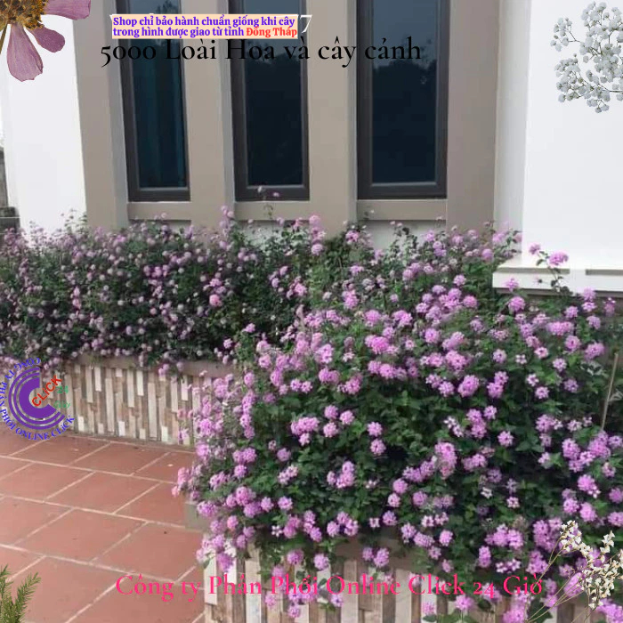 Hoa ngũ sắc tím rũ 4 giống hoa dễ trồng nở quanh năm hoa ban công🌸Hoa Mười Giờ Bonsai & Phụ Kiện