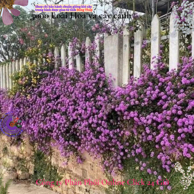 Hoa ngũ sắc tím rũ 4 giống hoa dễ trồng nở quanh năm hoa ban công🌸Hoa Mười Giờ Bonsai & Phụ Kiện