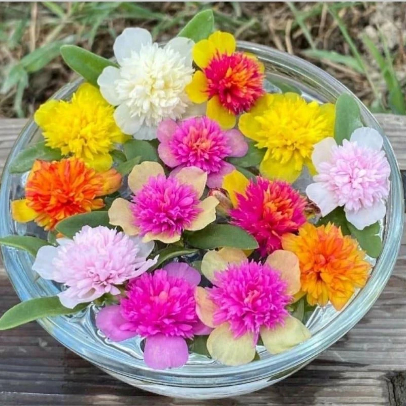 [NỞ CẢ NGÀY] Hoa Sam Kép Cành Giống Hoa Mười Giờ Sam Thái Kép Nhiều Màu Đẹp Tuyệt Hoa Mười Giờ