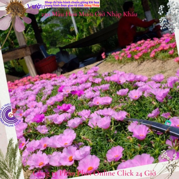 Hoa Mười Giờ Mỹ Đơn Màu Hồng Sen Đẹp Lạ