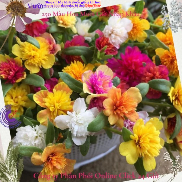 [NỞ CẢ NGÀY] Hoa Sam Kép Cành Giống Hoa Mười Giờ Sam Thái Kép Nhiều Màu Đẹp Tuyệt Hoa Mười Giờ