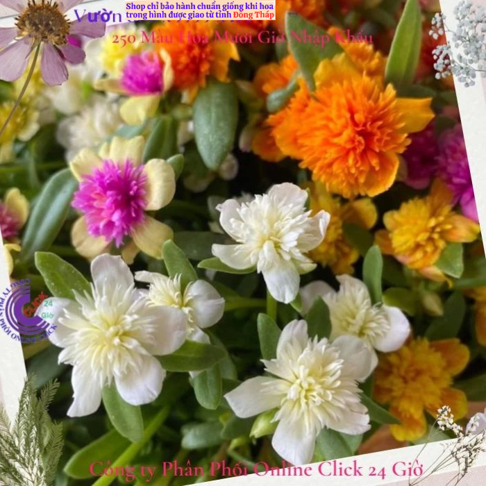 [NỞ CẢ NGÀY] Hoa Sam Kép Cành Giống Hoa Mười Giờ Sam Thái Kép Nhiều Màu Đẹp Tuyệt Hoa Mười Giờ