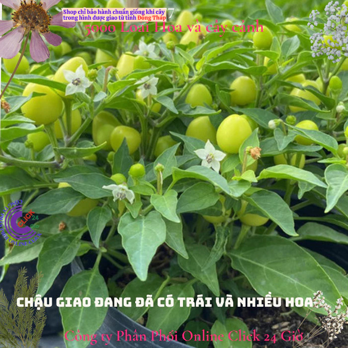 Chậu ớt cảnh đang hoa trái có nhiều loại cho bạn chọn  🍟 Hoa Mười Giờ Bonsai & Phụ Kiện