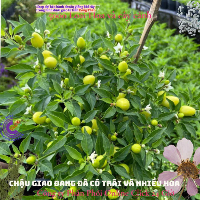 Chậu ớt cảnh đang hoa trái có nhiều loại cho bạn chọn  🍟 Hoa Mười Giờ Bonsai & Phụ Kiện