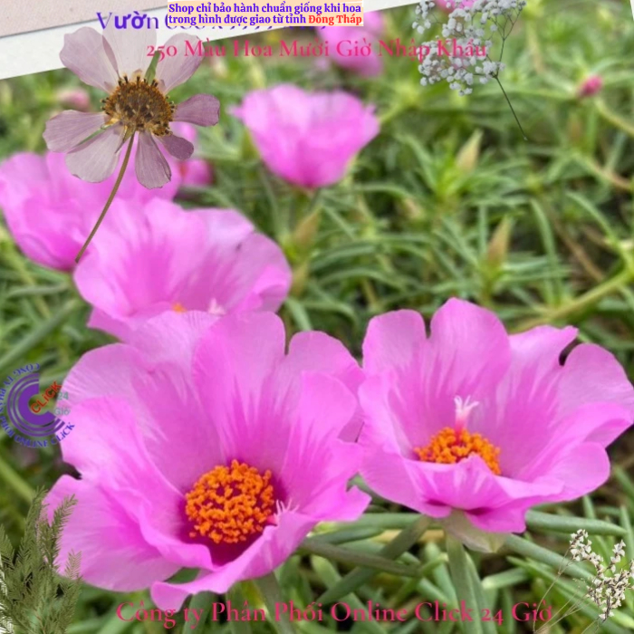 Hoa Mười Giờ Mỹ Đơn Màu Hồng Sen Đẹp Lạ