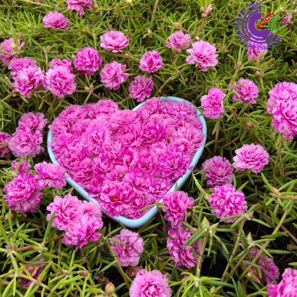 hoa mười giờ Thái Kép MÀU HỒNG VẰN MỚI Tuyệt Đẹp Cành Giống Bộ Sưu Tập Hơn 30 Màu Tiểu Hoa Hồng