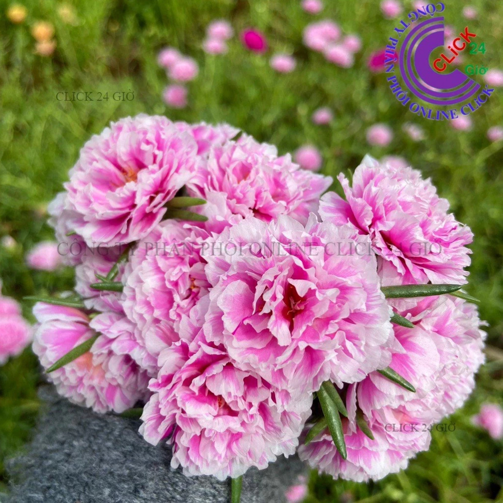 Hoa Mười Giờ SONG HỶ Đậm Hoa Mười Giờ Thái Kép Tuyệt Đẹp Cành Giống Khỏe
