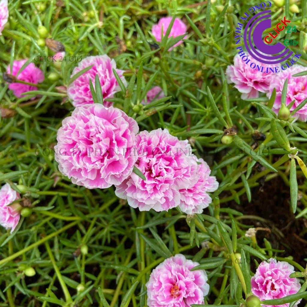 Hoa Mười Giờ SONG HỶ Đậm Hoa Mười Giờ Thái Kép Tuyệt Đẹp Cành Giống Khỏe