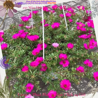 [Tuyệt Đẹp] 500g Hoa Mười Giờ Sam Giọt Nước Đủ 5 Màu Giống Mới Đẹp Lạ Hoa Mười Giờ Bonsai & Phụ Kiện