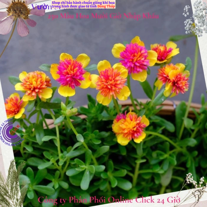 [NỞ CẢ NGÀY] Hoa Sam Kép Màu Vàng Xước Hoa Mười Giờ Sam Thái Kép Lạ Thích Mắt Hoa Mười Giờ Bonsai & Phụ Kiện