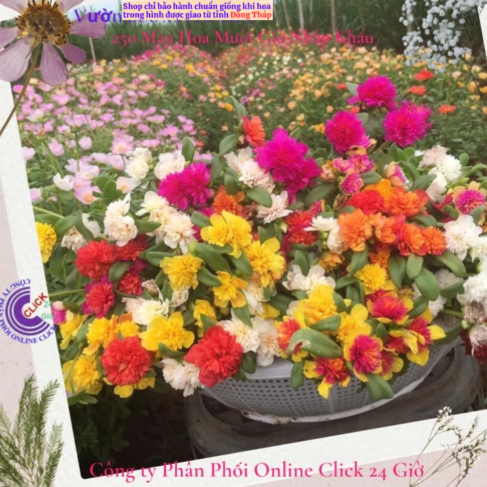 [NỞ CẢ NGÀY] Hoa Sam Kép Cành Giống Hoa Mười Giờ Sam Thái Kép Nhiều Màu Đẹp Tuyệt Hoa Mười Giờ