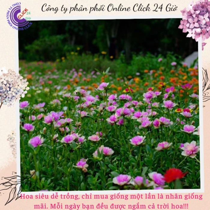 [NỞ CẢ NGÀY] Cành Giống Hoa Sam Kép Màu Vàng Hồng Nhạt Hoa Mười Giờ Sam Thái Kép Màu Đẹp Hoa Mười Giờ Bonsai & Phụ Kiện