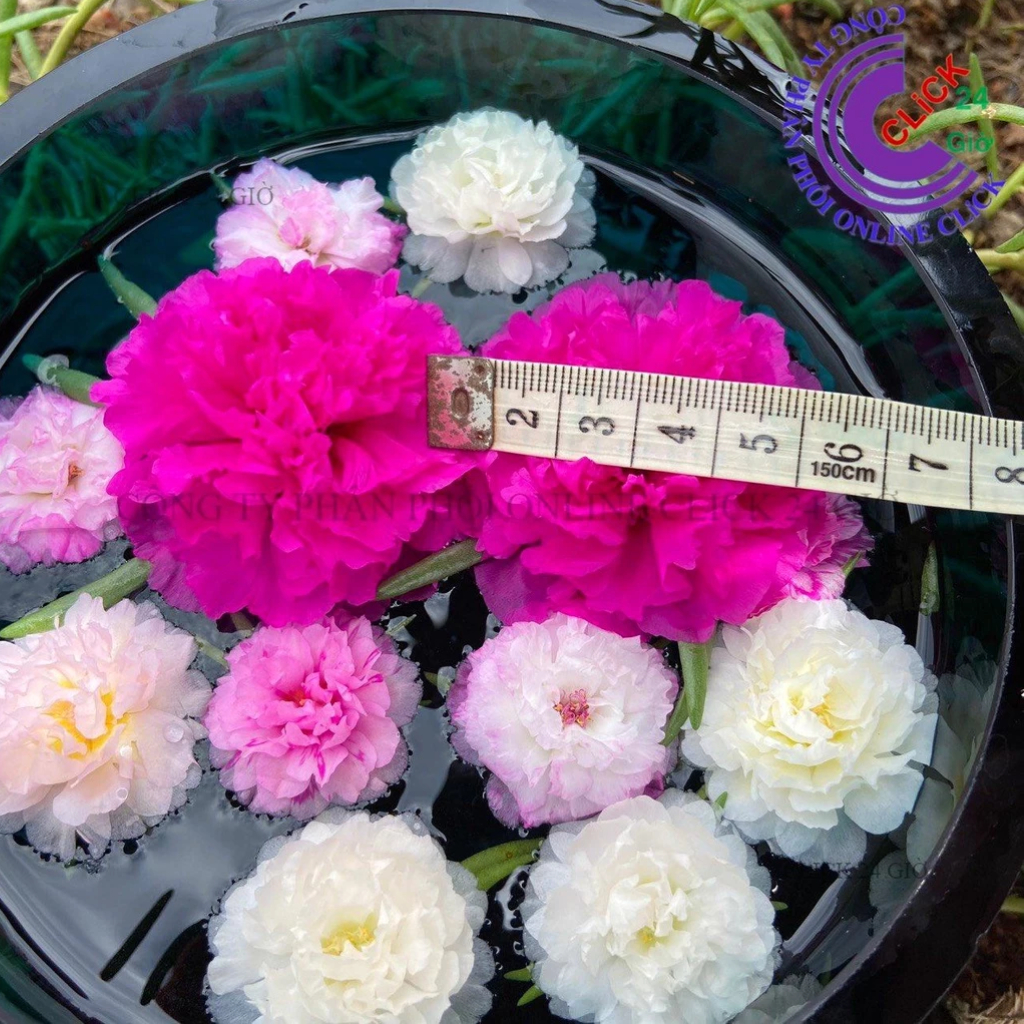 1 Ký Cành Giống Hoa Mười Giờ BÔNG TO KHỔNG LỒ Lớn Nhất Trong Tất Cả Hoa Mười Giờ