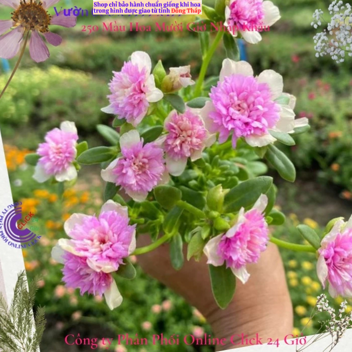[NỞ CẢ NGÀY] Cành Giống Hoa Sam Kép Màu Vàng Hồng Nhạt Hoa Mười Giờ Sam Thái Kép Màu Đẹp Hoa Mười Giờ Bonsai & Phụ Kiện