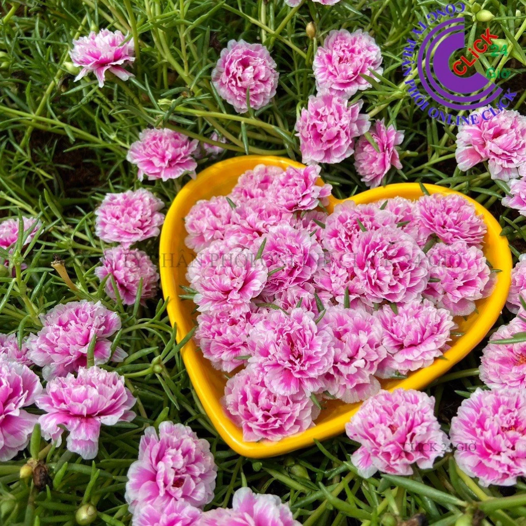 Hoa Mười Giờ SONG HỶ Đậm Hoa Mười Giờ Thái Kép Tuyệt Đẹp Cành Giống Khỏe