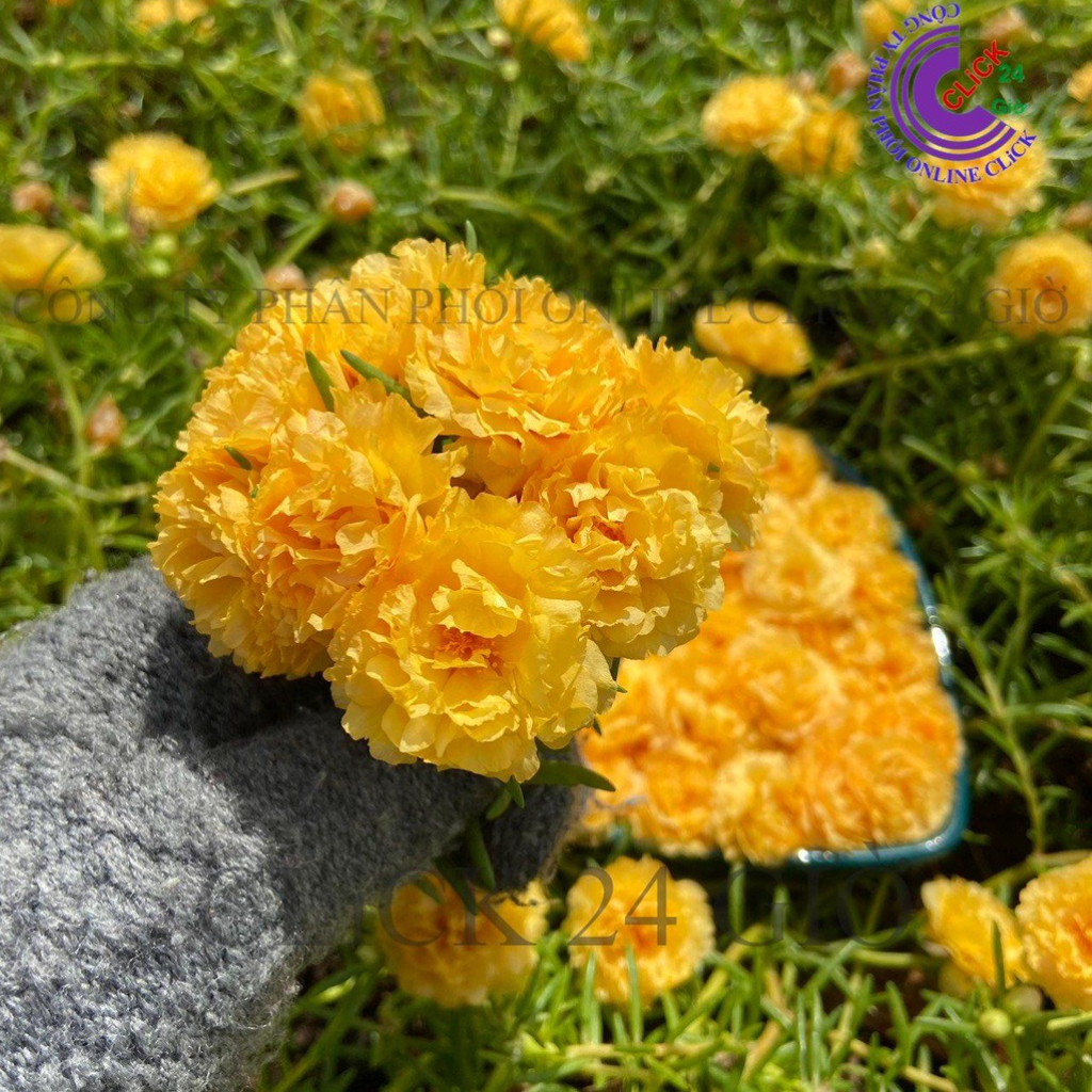 Hoa Mười Giờ Thái Kép MÀU VÀNG Cổ Điển Tuyệt Đẹp Hoa To