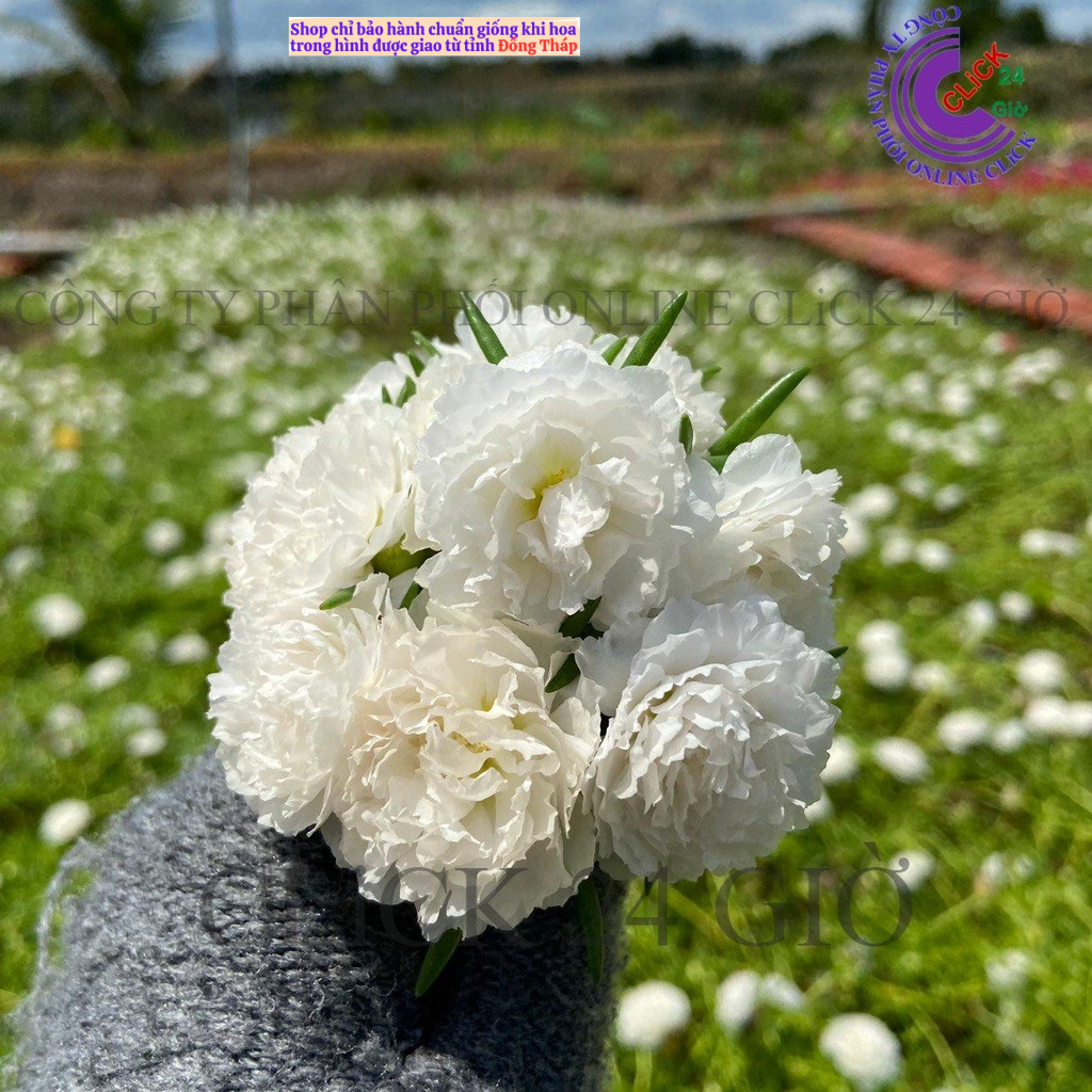 Hoa Mười Giờ Thái Kép MÀU TRẮNG Thuần Siêu Đẹp Cành Giống Bộ Sưu Tập Hơn 30 Màu Tiểu Hoa Hồng