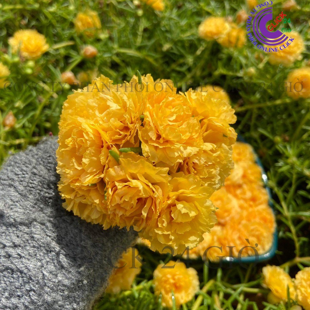 Hoa Mười Giờ Thái Kép MÀU VÀNG Cổ Điển Tuyệt Đẹp Hoa To