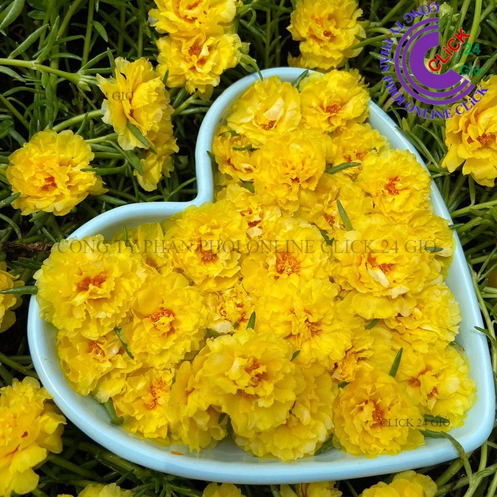 Hoa Mười Giờ Thái Kép Màu Mới - VÀNG SANG CHẢNH - Sáng Nổi Bật Tuyệt Đẹp