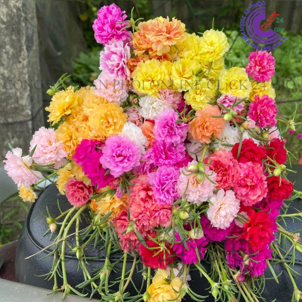 hoa mười giờ Thái Kép MÀU HỒNG VẰN MỚI Tuyệt Đẹp Cành Giống Bộ Sưu Tập Hơn 30 Màu Tiểu Hoa Hồng