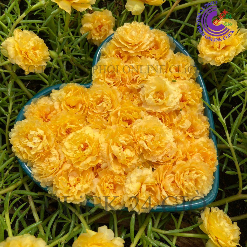 Hoa Mười Giờ Thái Kép MÀU VÀNG Cổ Điển Tuyệt Đẹp Hoa To