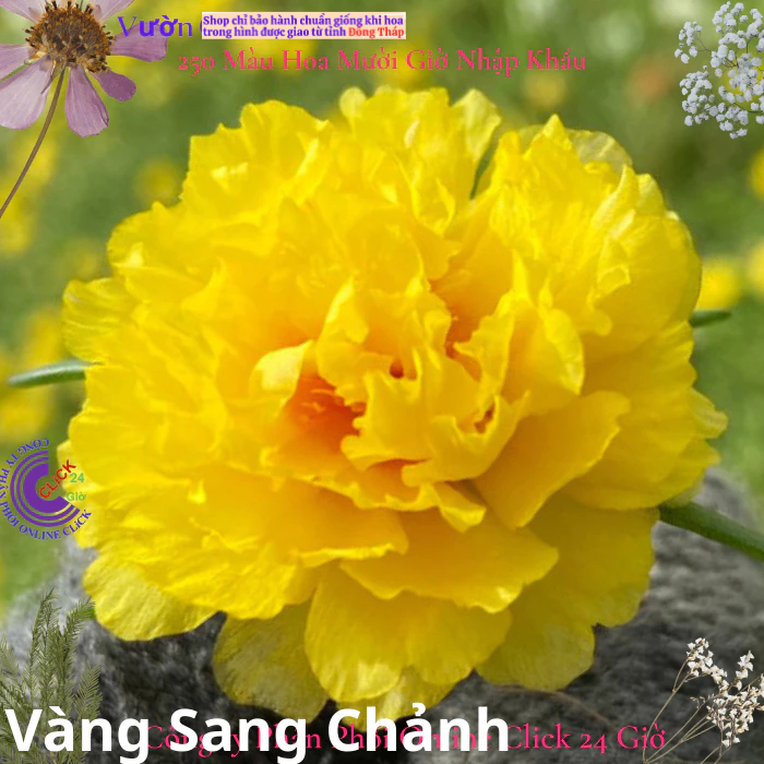 Hoa Mười Giờ Thái Kép Màu Mới - VÀNG SANG CHẢNH - Sáng Nổi Bật Tuyệt Đẹp