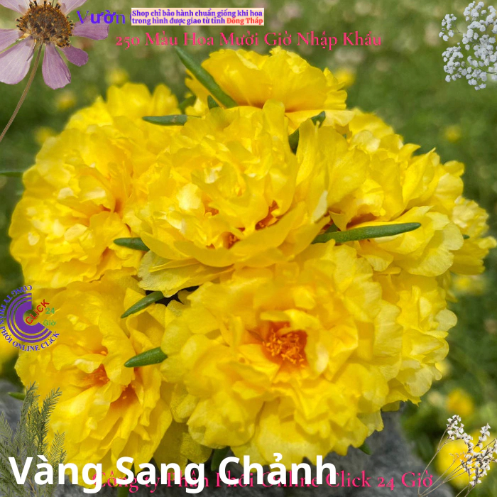Hoa Mười Giờ Thái Kép Màu Mới - VÀNG SANG CHẢNH - Sáng Nổi Bật Tuyệt Đẹp