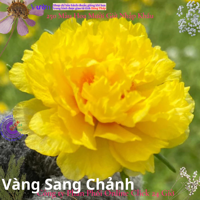 Hoa Mười Giờ Thái Kép Màu Mới - VÀNG SANG CHẢNH - Sáng Nổi Bật Tuyệt Đẹp