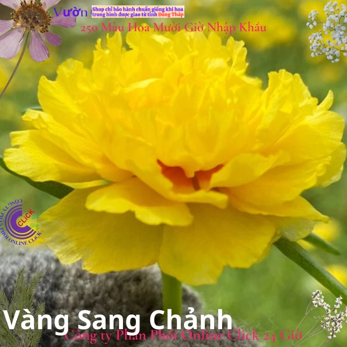 Hoa Mười Giờ Vàng Sang Chảnh Màu Mới Đẹp Chói Sáng