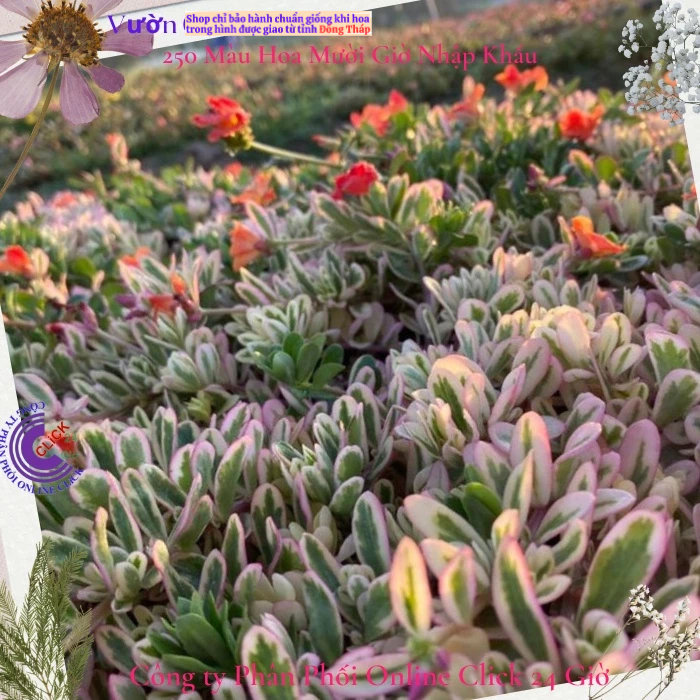 500g Hoa Mười Giờ Sam Cẩm Thạch HOA ĐỎ Hoa Mười Giờ Sam Thái Viền Lá Cẩm Thạch Đẹp Độc Lạ Hoa Mười Giờ Bonsai & Phụ Kiện