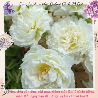 Hoa Mười Giờ Thái Kép Trắng Bạc Hà Cành Giống Chuẩn Màu