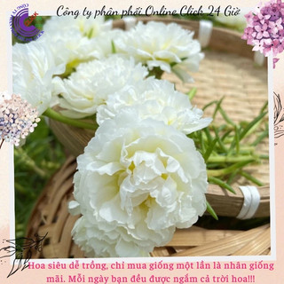 Hoa Mười Giờ Thái Kép Trắng Bạc Hà Cành Giống Chuẩn Màu
