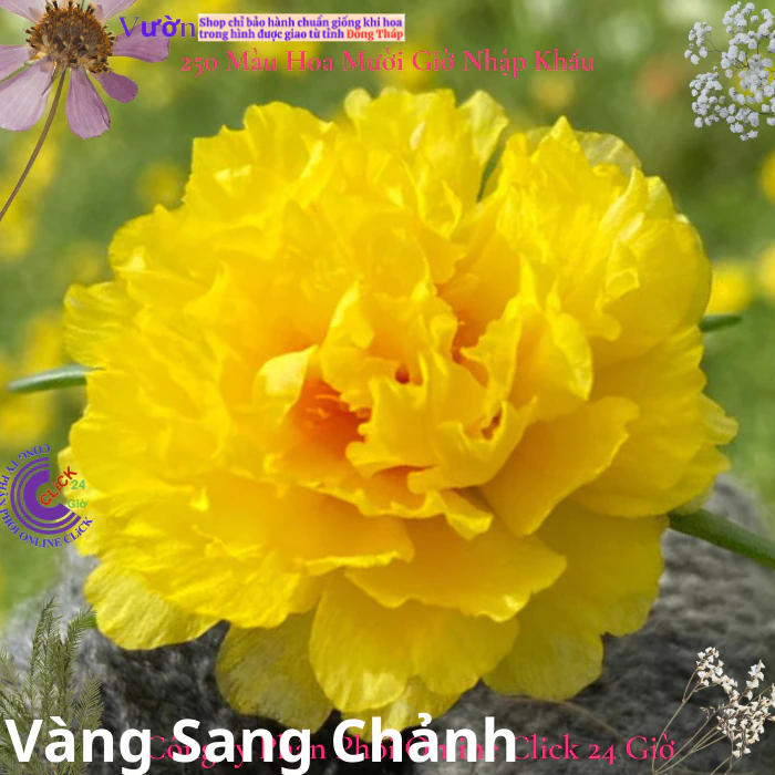 Hoa Mười Giờ Thái Kép Màu Mới - VÀNG SANG CHẢNH - Sáng Nổi Bật Tuyệt Đẹp Cành Giống Khỏe