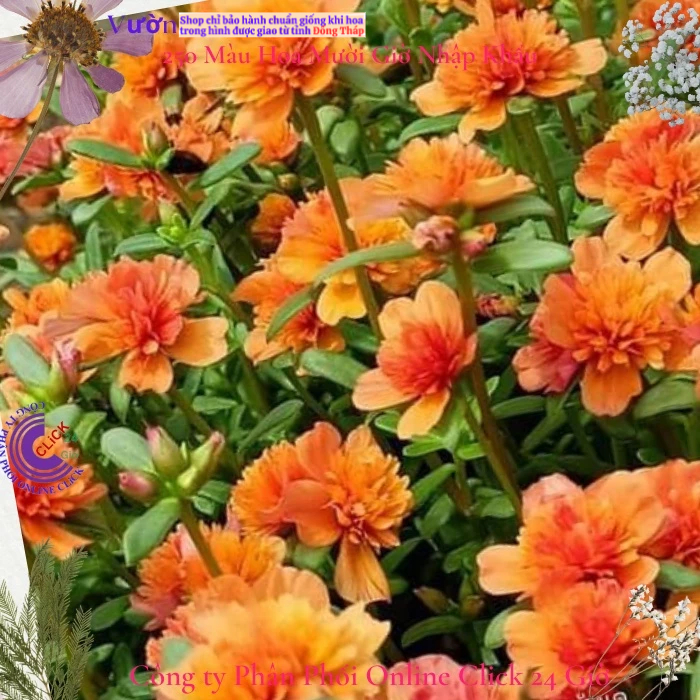 [NỞ CẢ NGÀY] Hoa Sam Kép Màu CAM Hoa Mười Giờ Sam Thái Kép Tuyệt Đẹp Hoa Mười Giờ Bonsai & Phụ Kiện