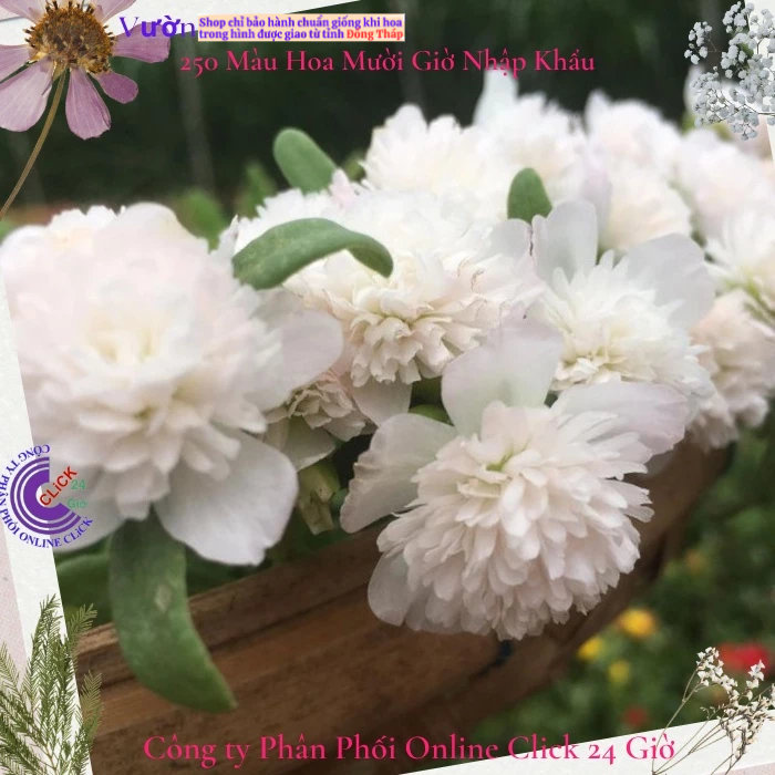 [NỞ CẢ NGÀY] Hoa Sam Kép Màu TRẮNG Hoa Mười Giờ Sam Thái Kép Siêu Đẹp Hoa Mười Giờ Bonsai & Phụ Kiện