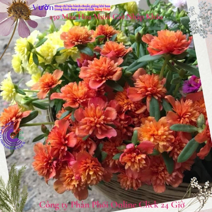 [NỞ CẢ NGÀY] Hoa Sam Kép Màu CAM Hoa Mười Giờ Sam Thái Kép Tuyệt Đẹp Hoa Mười Giờ Bonsai & Phụ Kiện