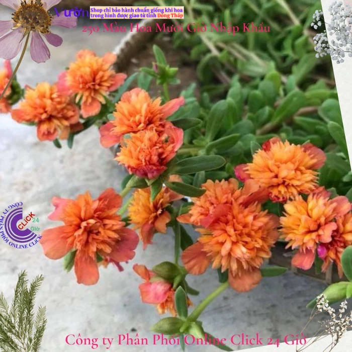 [NỞ CẢ NGÀY] Hoa Sam Kép Màu CAM Hoa Mười Giờ Sam Thái Kép Tuyệt Đẹp Hoa Mười Giờ Bonsai & Phụ Kiện