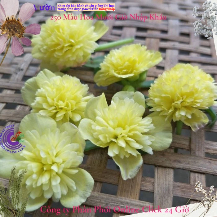 [NỞ CẢ NGÀY] Cành Giống Hoa Sam Kép Màu Vàng Sáng Hoa Mười Giờ Sam Kép Thái Màu Lạ Hoa Mười Giờ Bonsai & Phụ Kiện