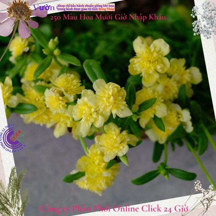 [NỞ CẢ NGÀY] Cành Giống Hoa Sam Kép Màu Vàng Sáng Hoa Mười Giờ Sam Kép Thái Màu Lạ Hoa Mười Giờ Bonsai & Phụ Kiện