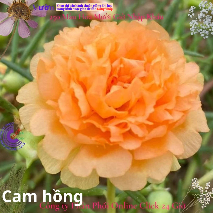 Hoa Mười Giờ Thái Kép Cam Hồng Cành Giống Bộ Sưu Tập Hơn 30 Màu Hoa Hồng Nhỏ