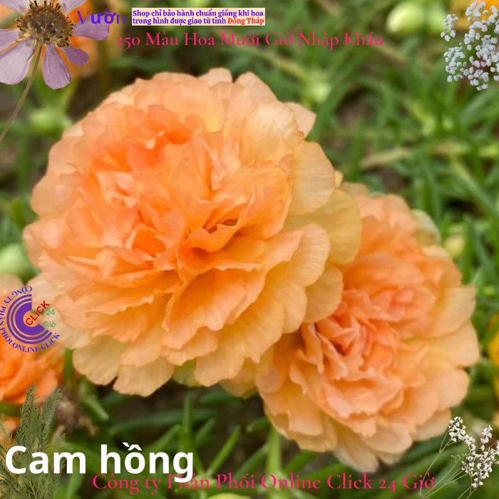 Hoa Mười Giờ Thái Kép Cam Hồng Cành Giống Bộ Sưu Tập Hơn 30 Màu Hoa Hồng Nhỏ