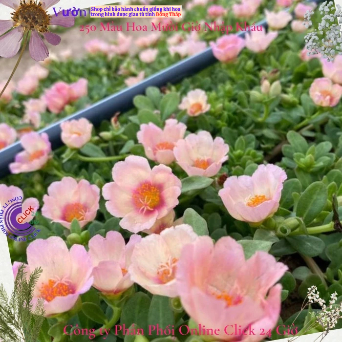 Cành Giống Hoa Sam Kem Thương Màu 63 Hoa Mười Giờ Sam Thái Đẹp Nhẹ Dịu Hoa Mười Giờ Bonsai & Phụ Kiện