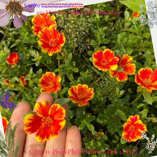 Cành Giống Hoa Sam Thái Phượng Đỏ Màu 10 Hoa Mười Giờ Sam Đơn Thái Rực Lửa Hoa Mười Giờ Bonsai & Phụ Kiện